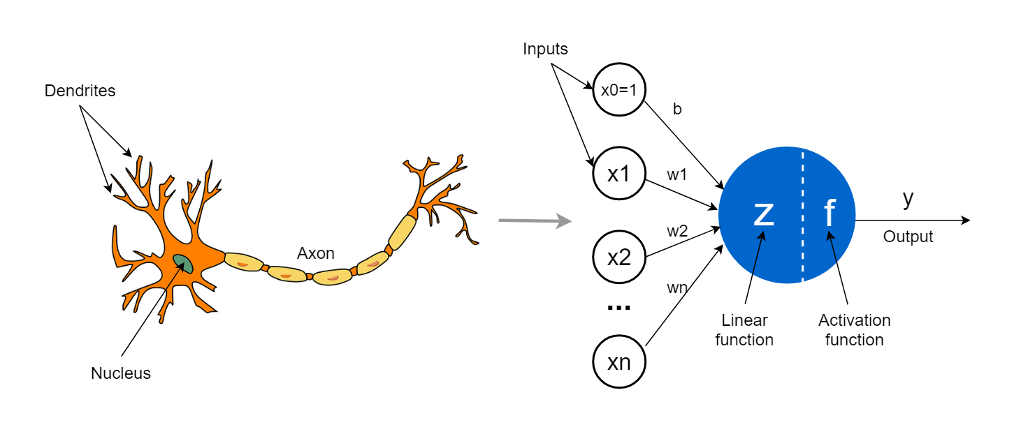 Analogy Between Real Neural Network and ML Nerual Network